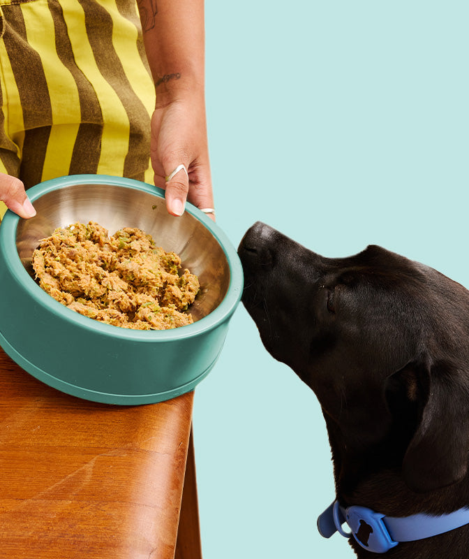 Low Phosphorus Lamb and Rice