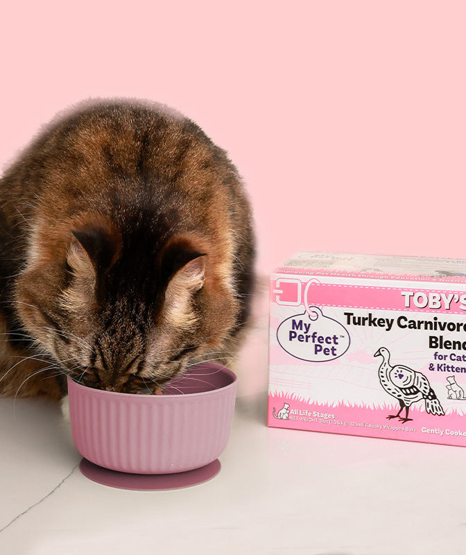 Turkey Carnivore