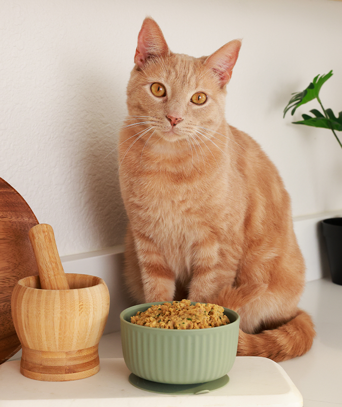 Low Phosphorus Chicken Carnivore