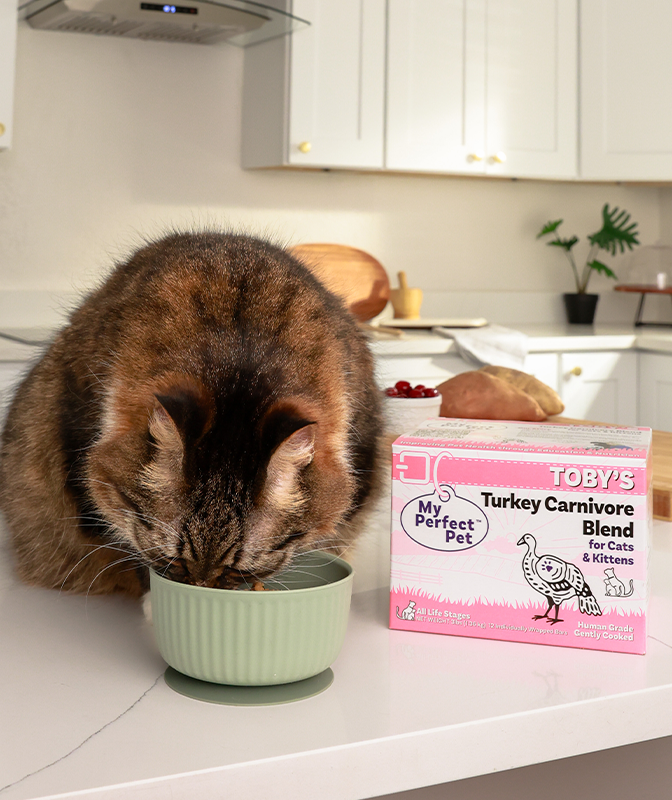 Turkey Carnivore